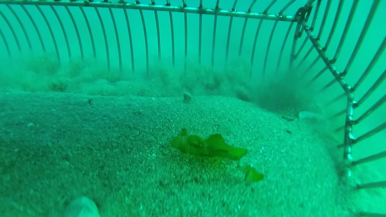 marisqueo a flote en Baiona. con raño a cornicha