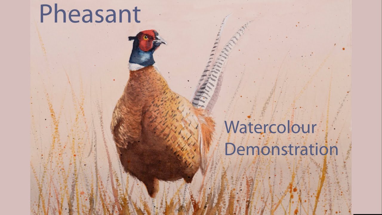 How to paint a pheasant, watercolour demonstration