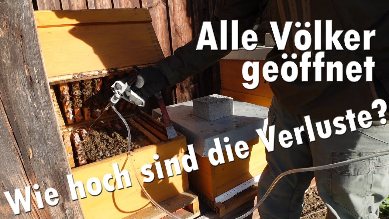Alle Bienenvölker geöffnet ! Wie hoch sind die Verluste ?
