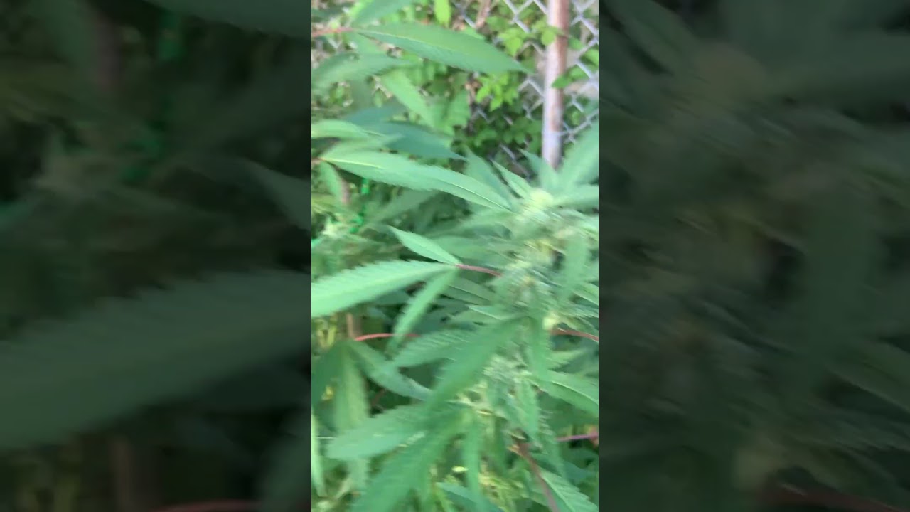 Blue Diesel bushes ! #bluediesel #grow #gardening #garden #nature #plants #organic #fruiting #wow