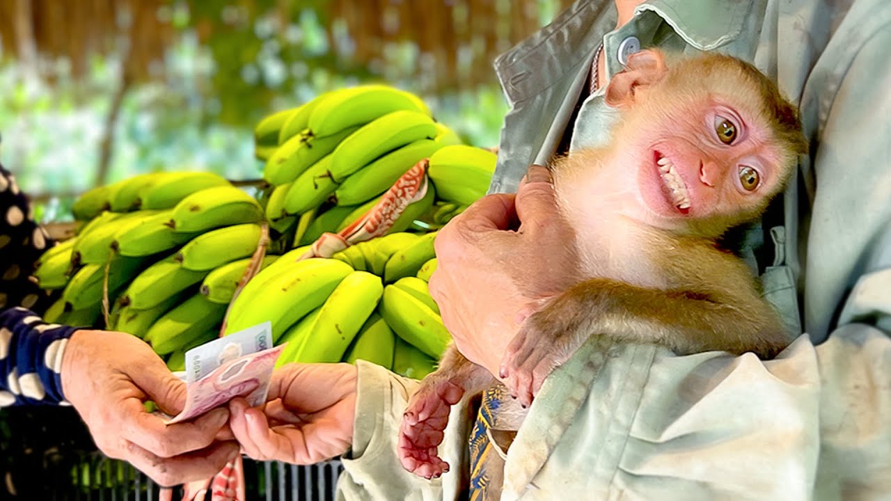 Секрет видео о выращивании обезьян и кошек во время паводка!