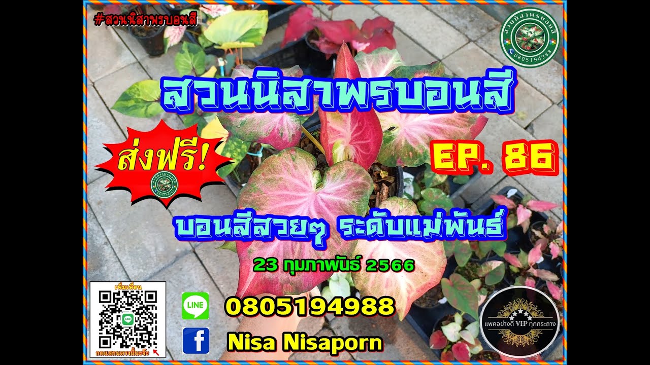 ✨EP. 86 สวนนิสาพรบอนสี ✨ส่งฟรี ‼️ บอนสีสวยๆ ไซส์แม่พันธ์ 23 ก.พ.66 โทร/ไลน์ 0805194988