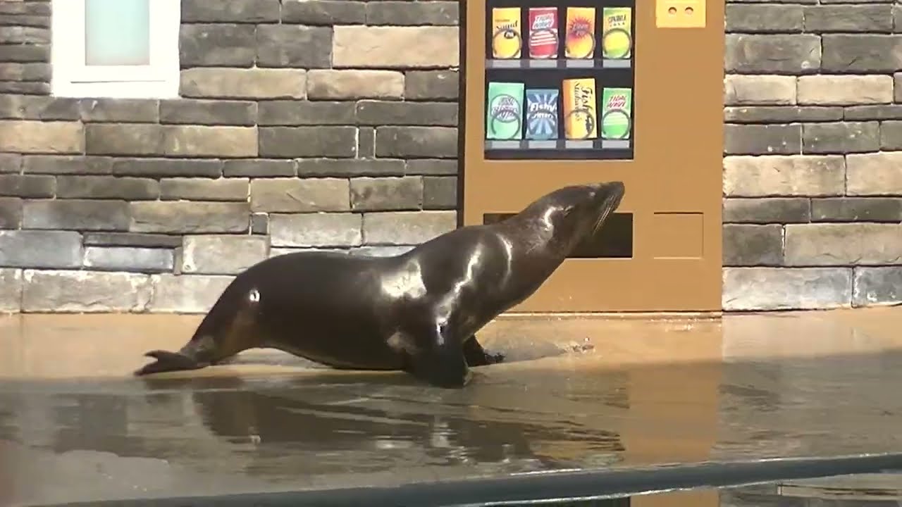 Sea Lion Training Session (with Trainer Josh) July 13, 2022 - SeaWorld Orlando