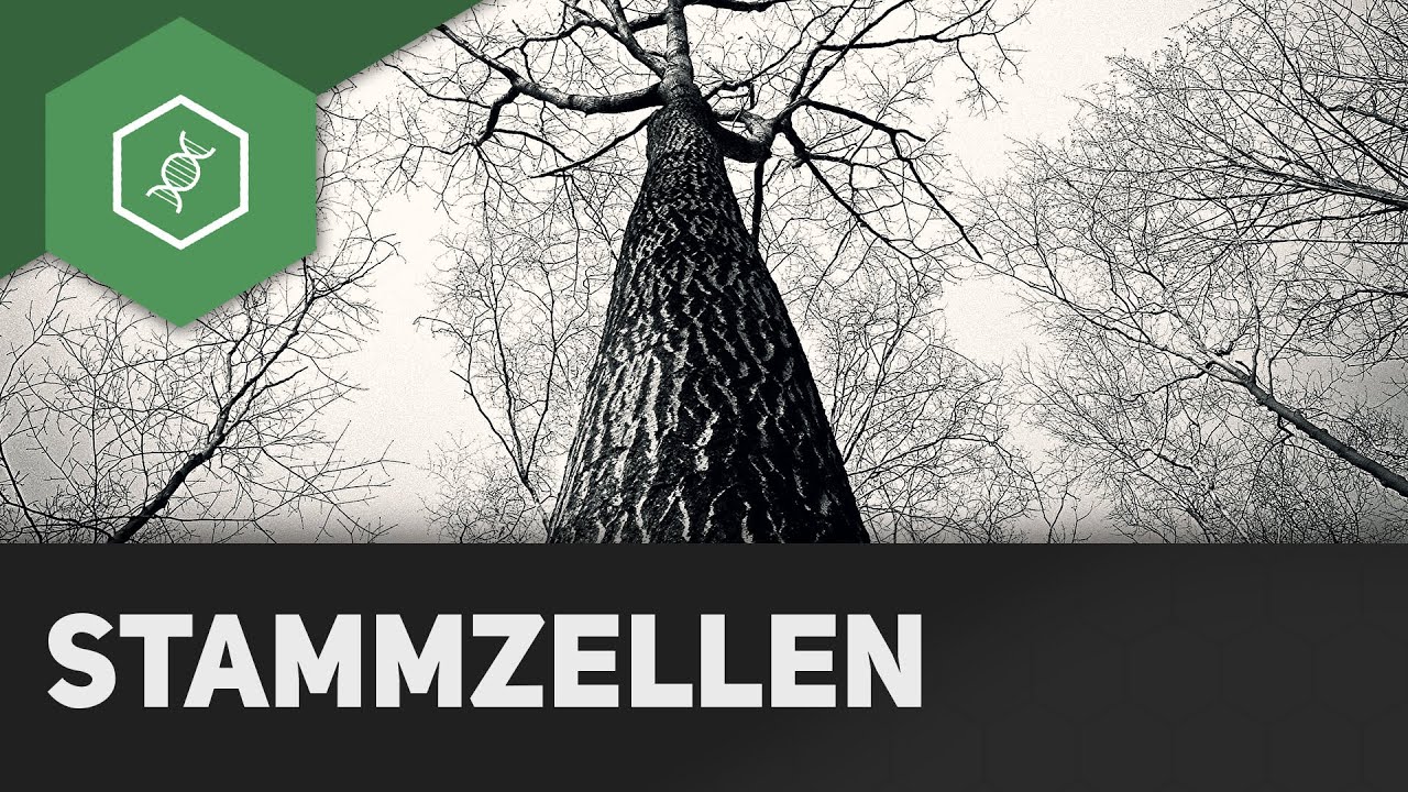 Stammzellen - Wie entsteht ein Mensch?