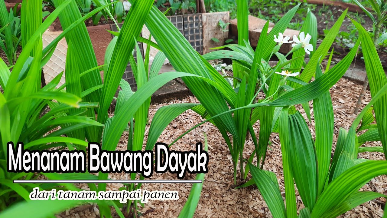 Cara Menanam Bawang Dayak Sampai Panen