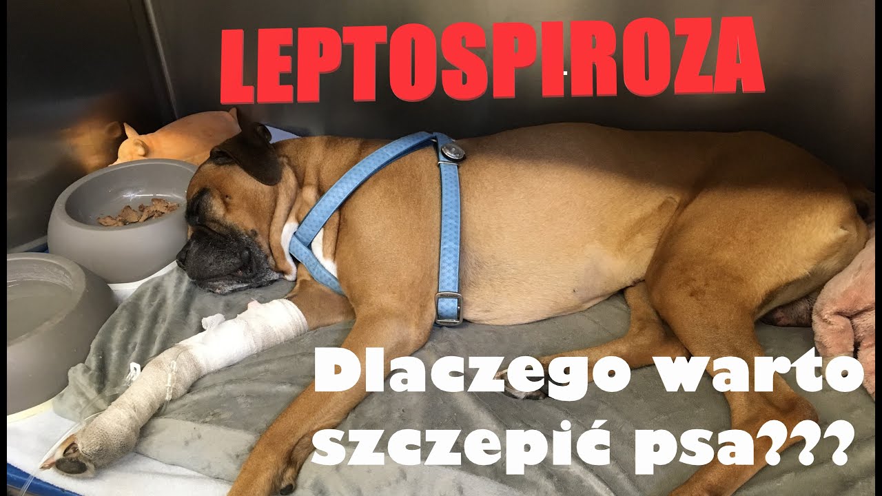 Leptospiroza - groźny zabójca Twojego czworonoga/szczepienia psów.