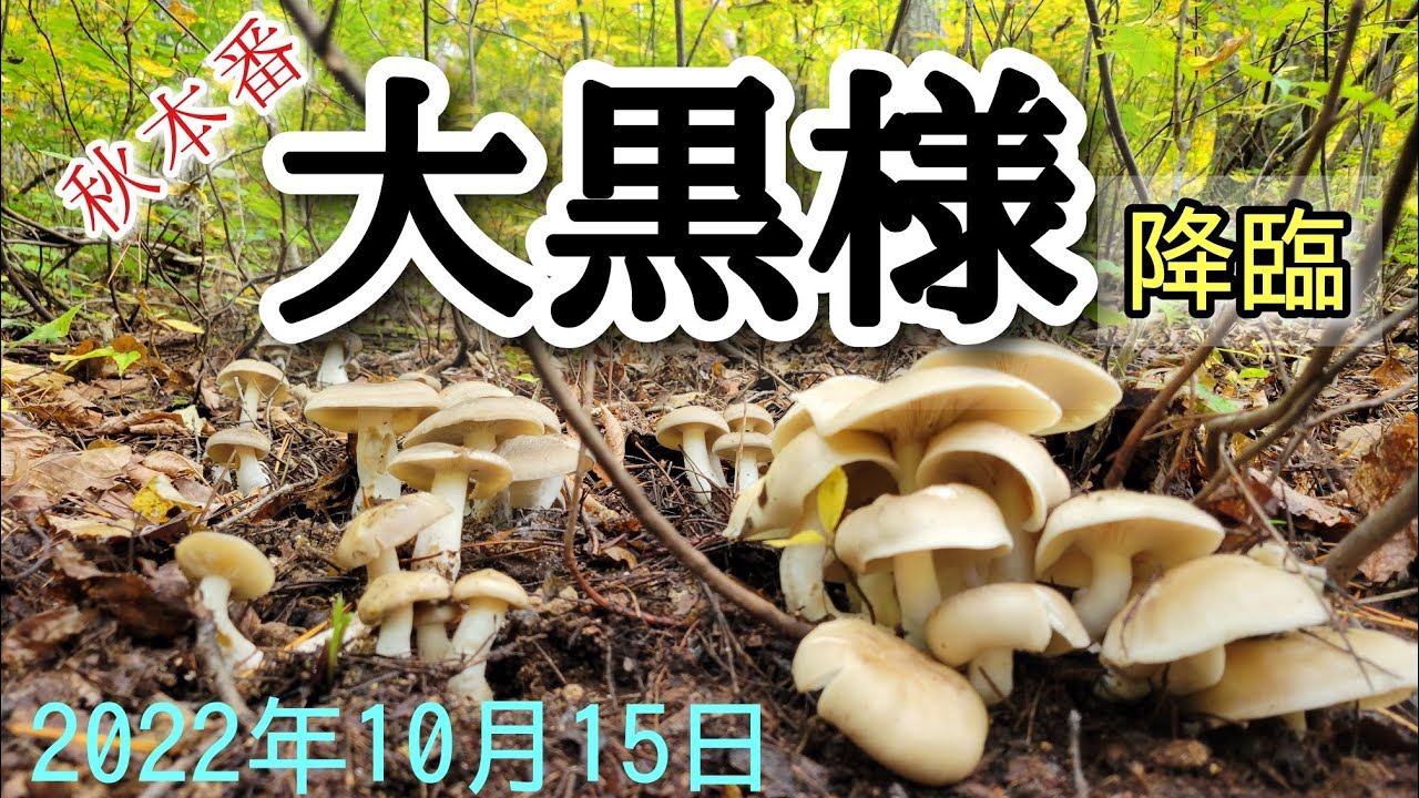 【きのこ採り】本しめじ(大黒様)　クロカワ　ウスヒラタケ　ハナビラタケ　など、