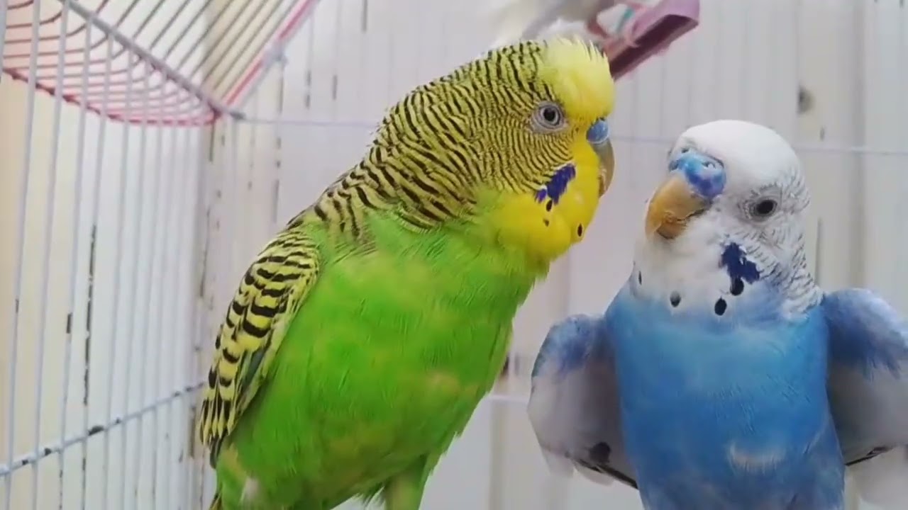Budgies ❣️ parrot #budgiesviralvideo #trendingvideo ❤️🦜🦜
