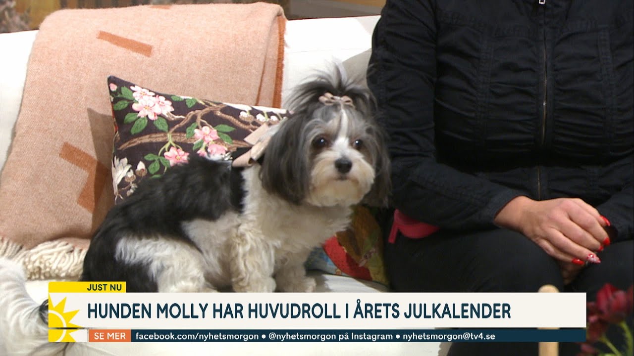 Hunden Molly har huvudroll i årets julkalender: ”Har lärt henne att mima” - Nyhetsmorgon (TV4)