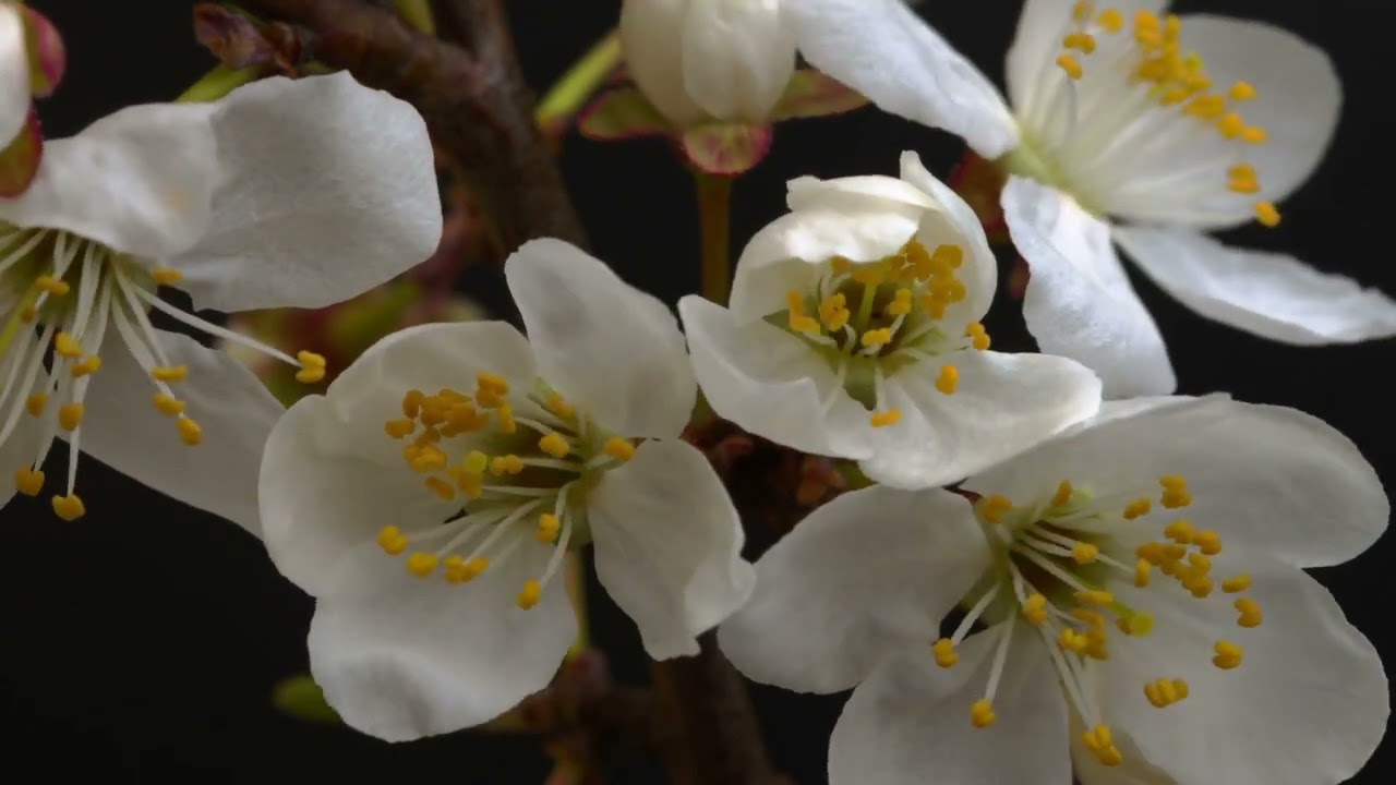 beautiful spring cherry tree flowers blossom timelapse extreme close up time lapse