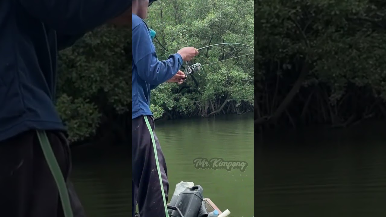 Mancing Kakap Besar di Persimpangan Sungai #mrkimpong #mancingbarramundi #shorts