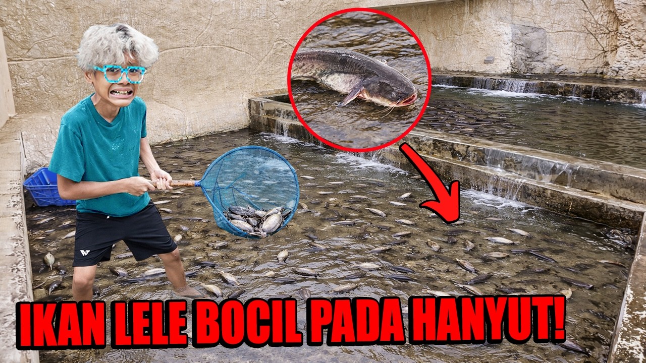 BANJIR BESAR!!! SEMUA IKAN LELE GIGAS BOCIL HANYUT KE JALANAN SAMPAI PADA MATI SEMUA!!!