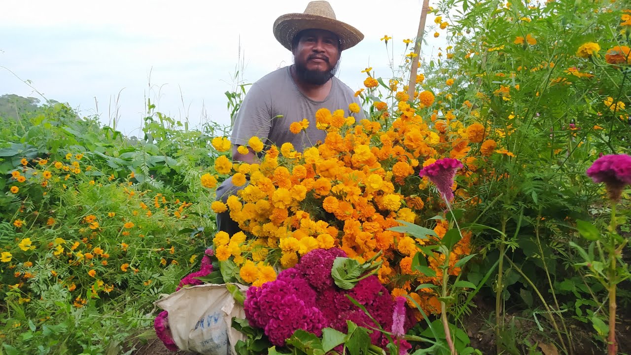 🌹🌻as&iacute; comenc&eacute; a cortar mis flores de cempazuchlil y terciopelo para d&iacute;as de muerto 🤠