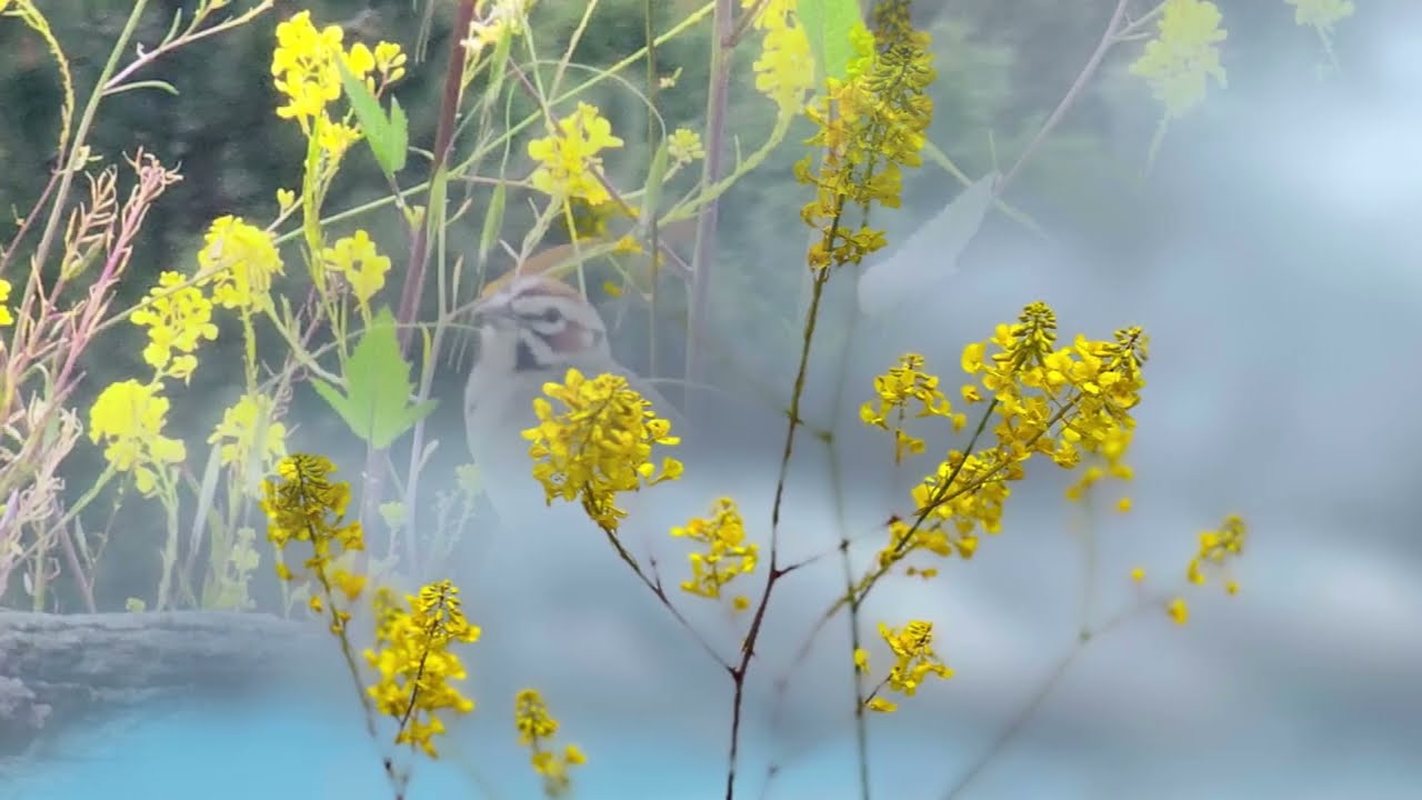 Đưa Em Tìm Động Hoa Vàng