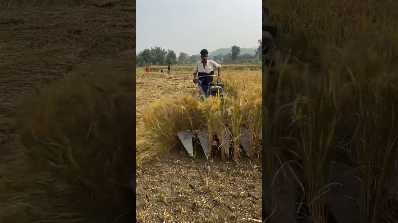 Xtra Power Petrol Paddy Reaper for High Cut & Low Cut #riteshvlogsrv #farming #dhankheti #shorts