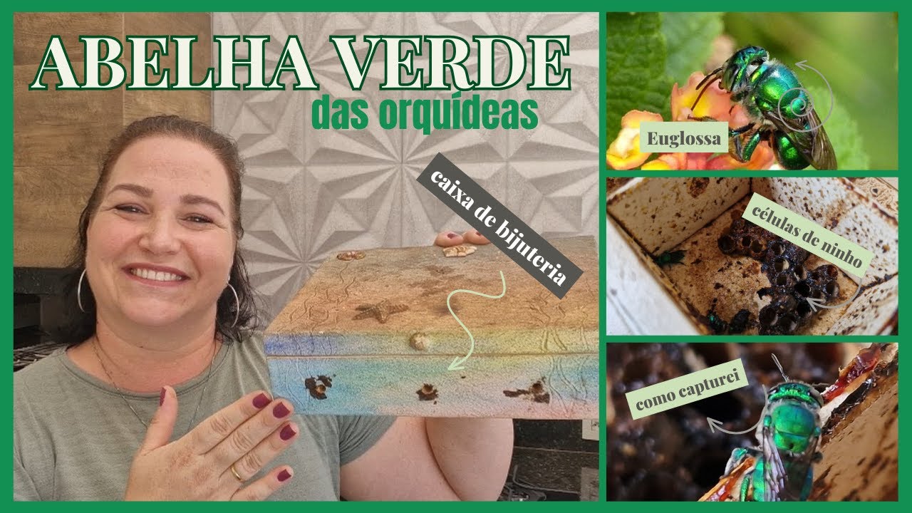 ABELHA VERDE Metálica das ORQUÍDEAS a ABELHA EUGLOSSA - VÁRIOS NINHOS DE CRIA