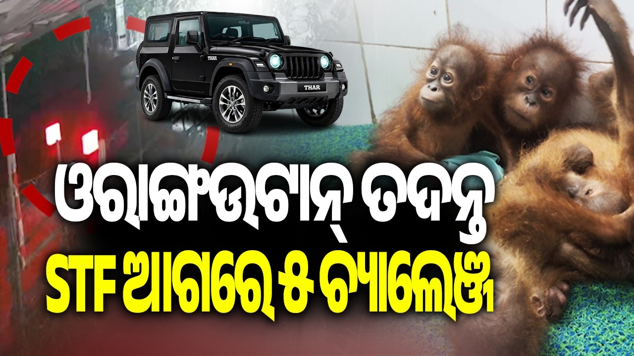 STF Faces 5 Major Challenges in Orangutan Investigation | Kalinga TV