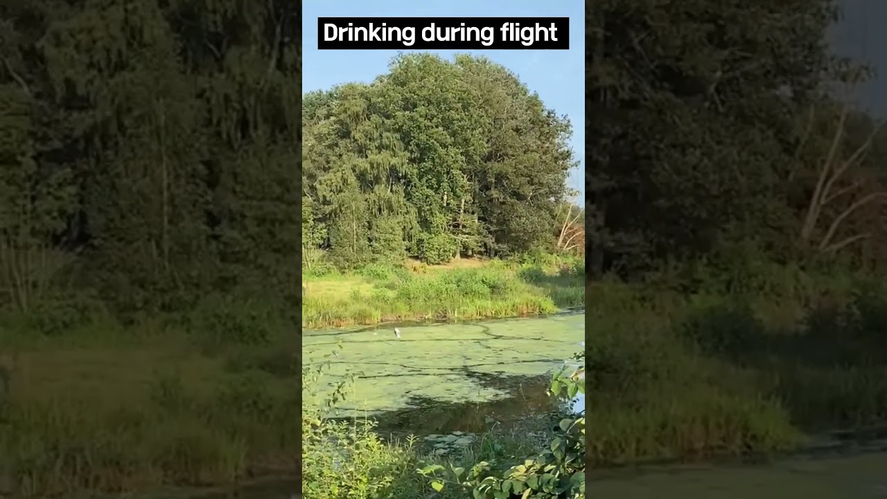 Train your pigeons to drink during flight ##racingpigeon #shorts #youtubeshorts