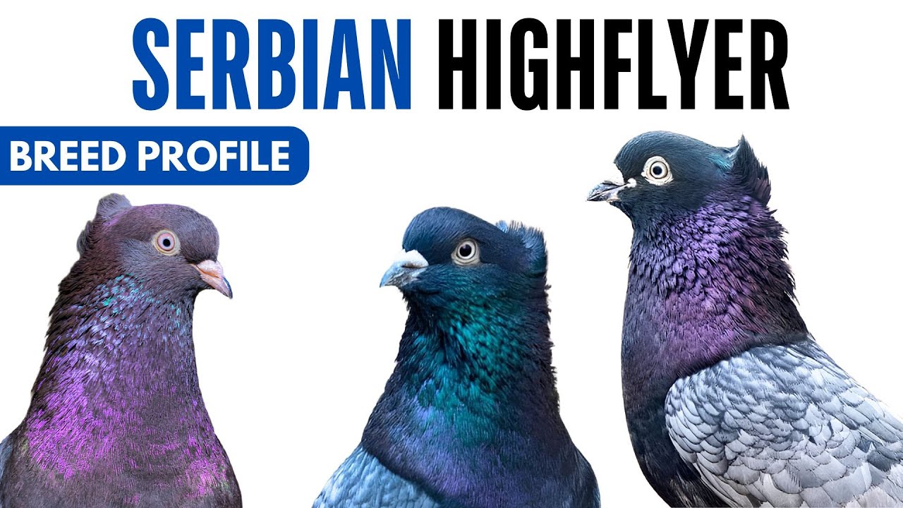 Serbian Highflyer Pigeon Breed Profile - History - Serbian Highflyer Pigeon Health Issues Price