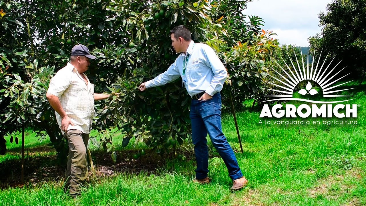 |Video 3| Fuentes de #Potasio en #Aguacate