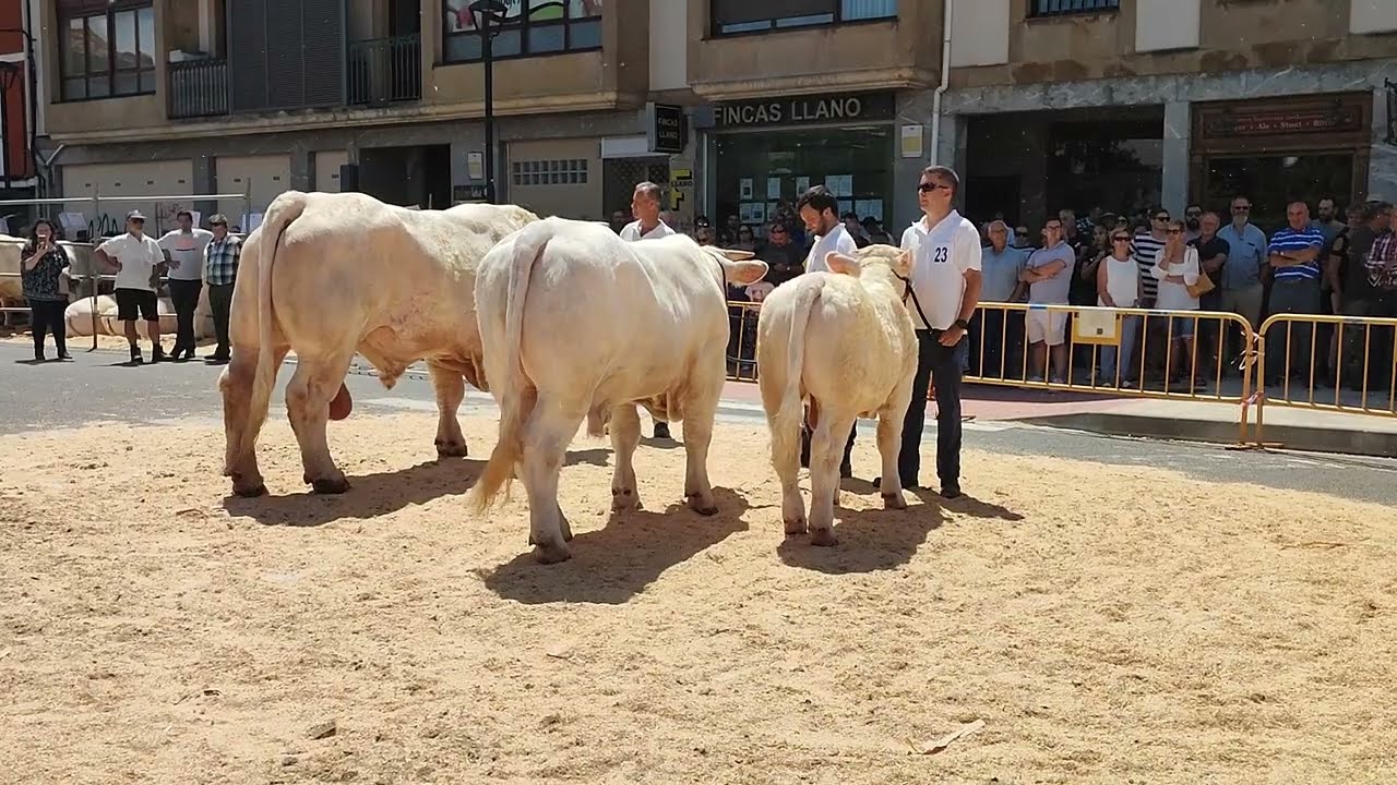 Concurso de Raza Charolesa de Orduña - Final de machos - 2022
