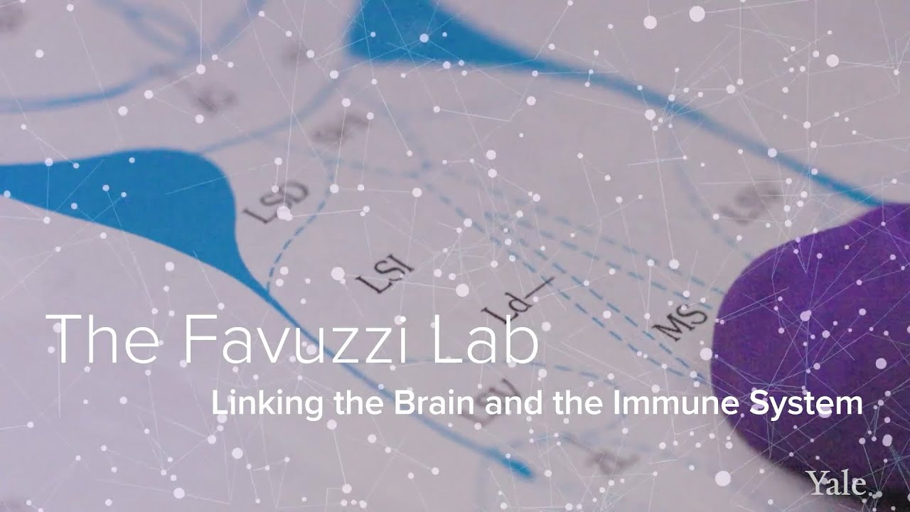 Neuroscience, Immunology, & Cortical Circuits - The Favuzzi Lab at Yale School of Medicine