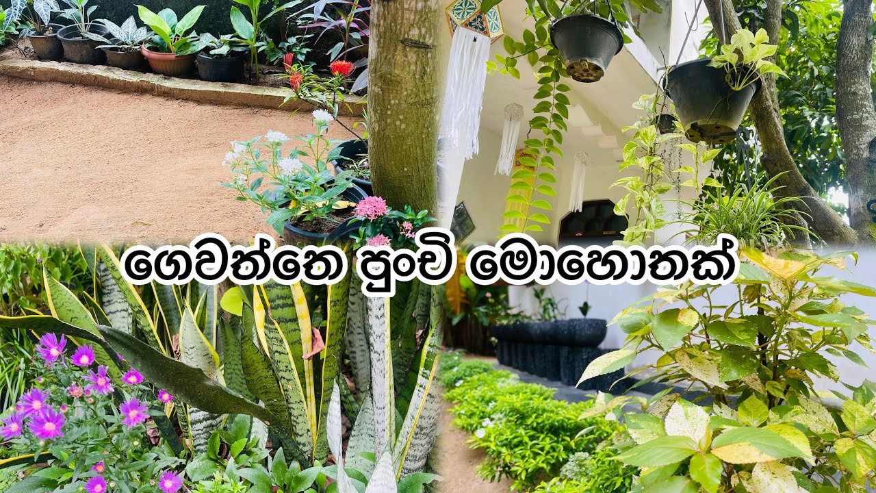 පුංචි ගෙවත්තෙ මොහොතක් 😍 එන්න බලන්න මගේ ගෙවත්ත.my little garden tour 🌹🌹🌷🌷🪴