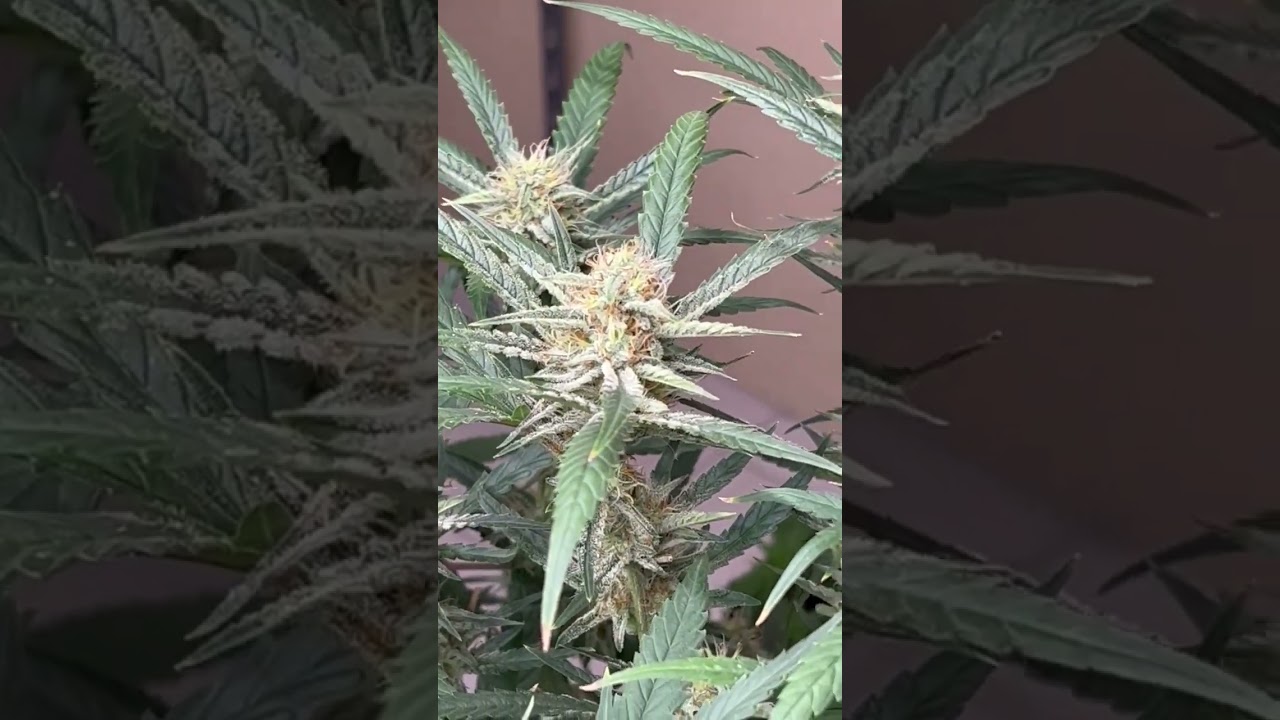 Stardawg Auto 🐶 Fast Buds | Hybrid By stoner cycle