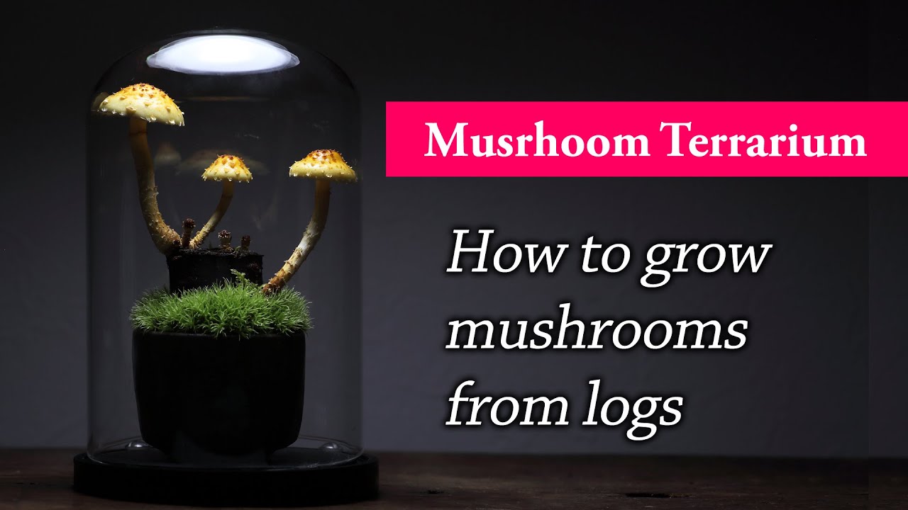 How to grow mushrooms from small logs in a terrarium
