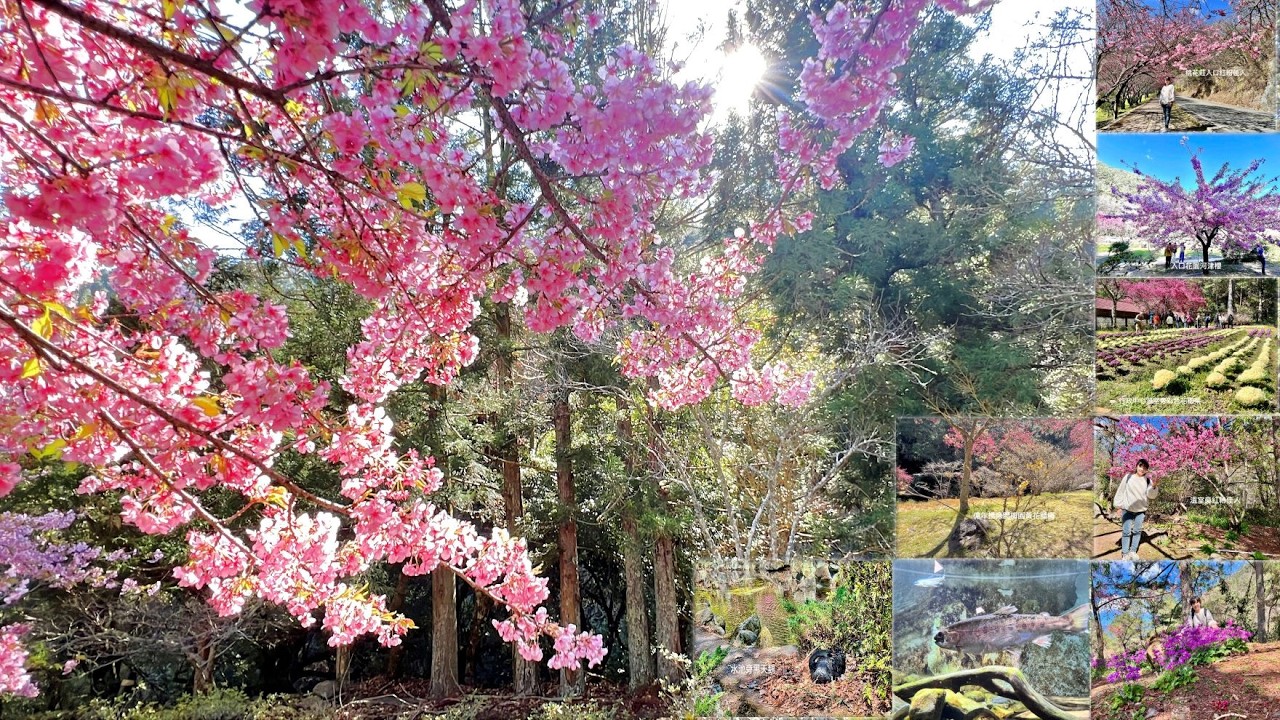 武陵農場南谷區櫻花登場爭妍ShowTime