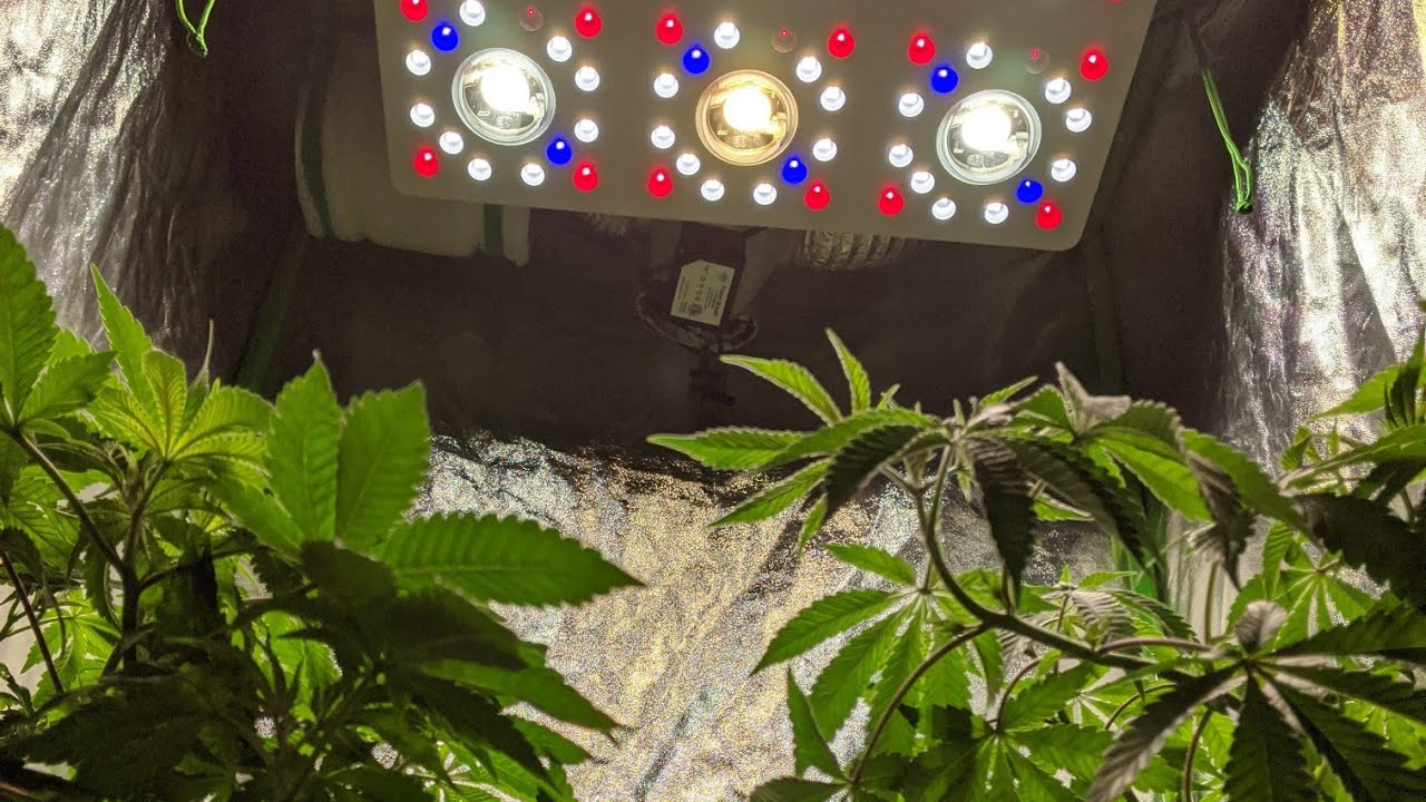 Almost Time To Flip To Flower!