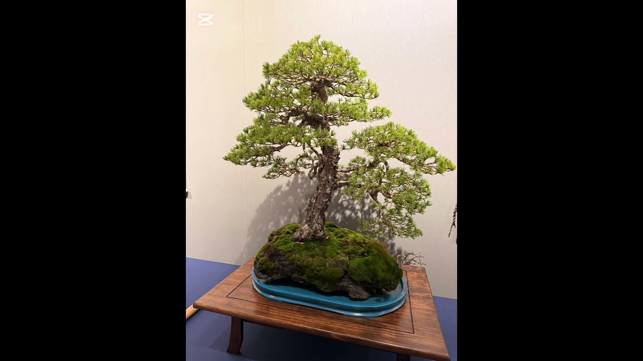 Exposición Bonsái Aranjuez 