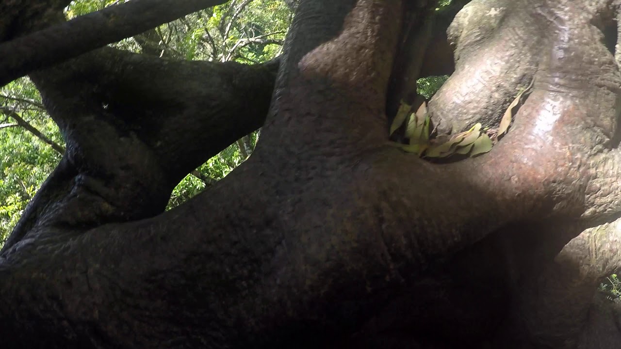 Ficus Tree Climbing in Monteverde, Costa Rica