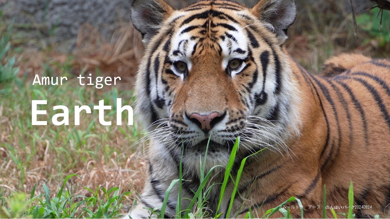 Amur tiger​ 