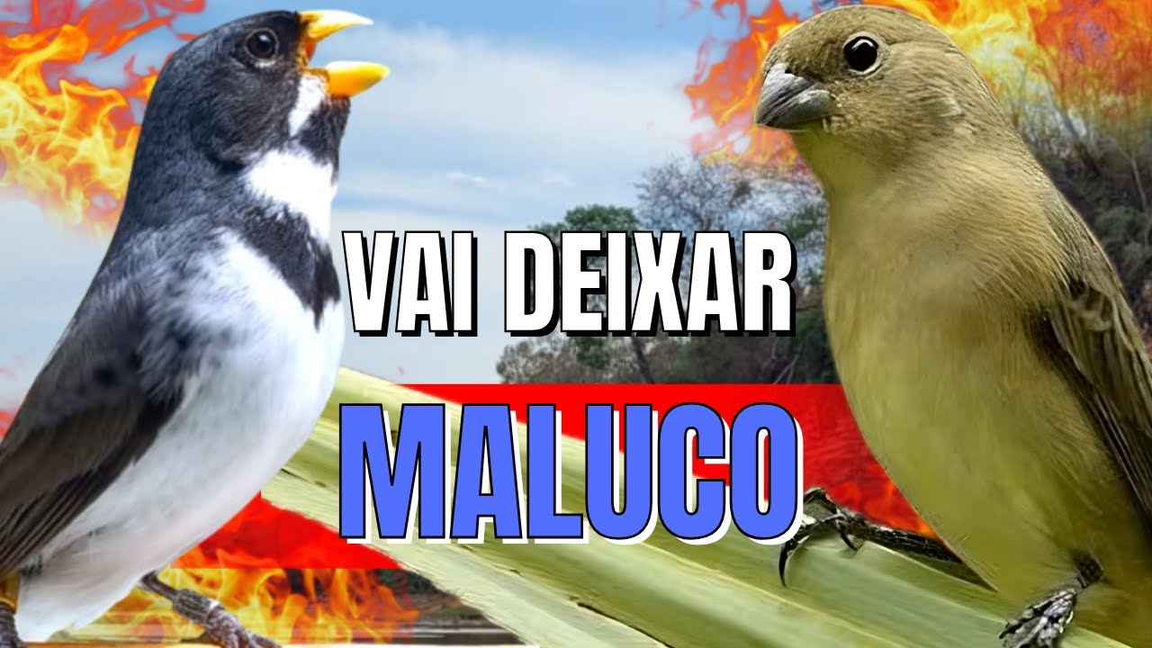 ESQUENTAR COLEIRO TUÍ TUÍ COM COLEIRO TUÍ TUÍ E FÊMEA DE COLEIRO CHAMANDO PARA ESQUENTAR COLEIRO