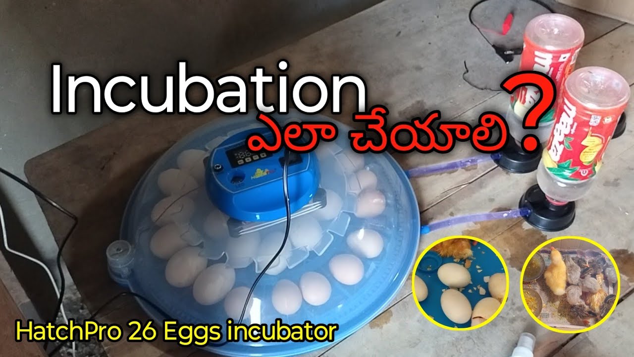 Hatchpro 26 eggs incubator || ఇంక్యుబేషన్ ఎలా చేయాలి ?