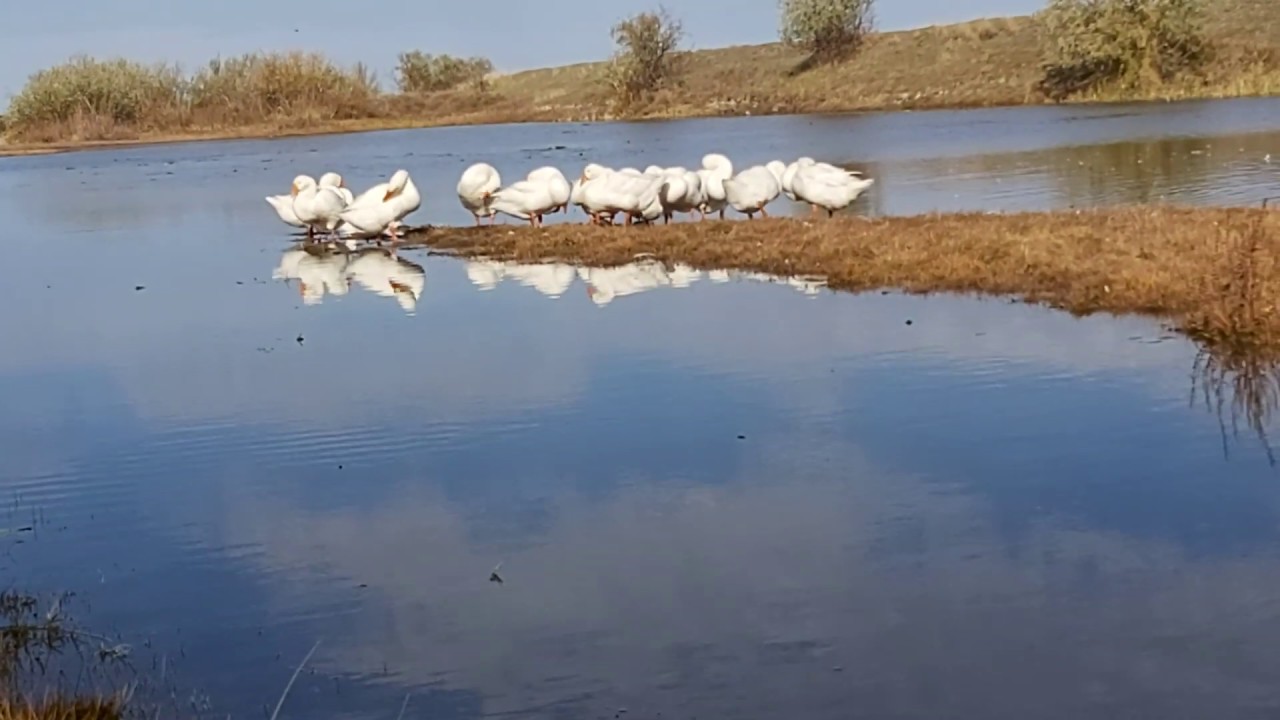 Қаздардың серуені!!! Әдемі табиғат