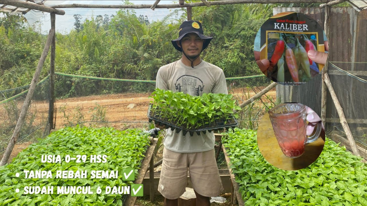 Semai cabe rawit varietas kaliber usia 0-29 HSS, dan cara perlakuan benih ala bro tani