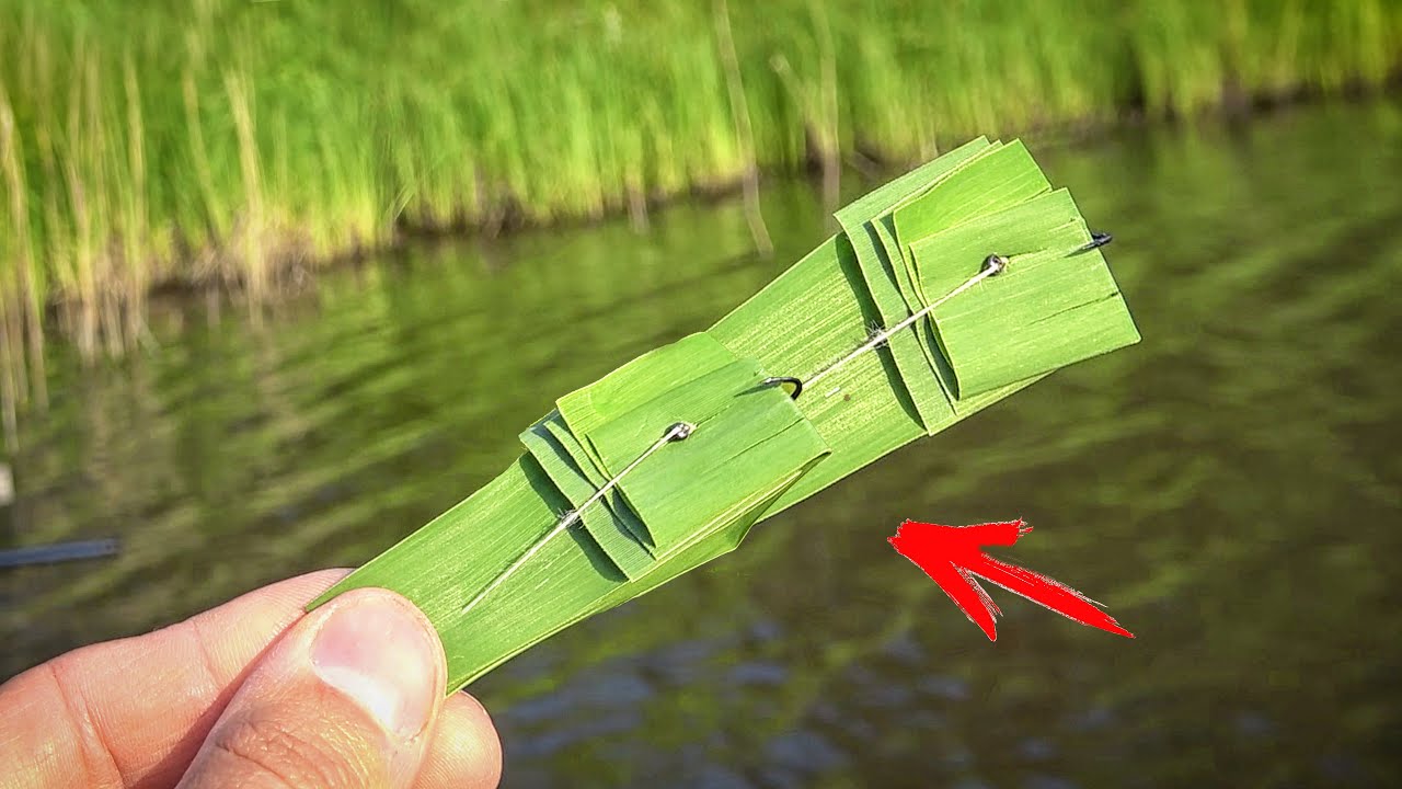 How to Catch Grass Carp on Reeds: Fishing for Grass Carp Using Reeds