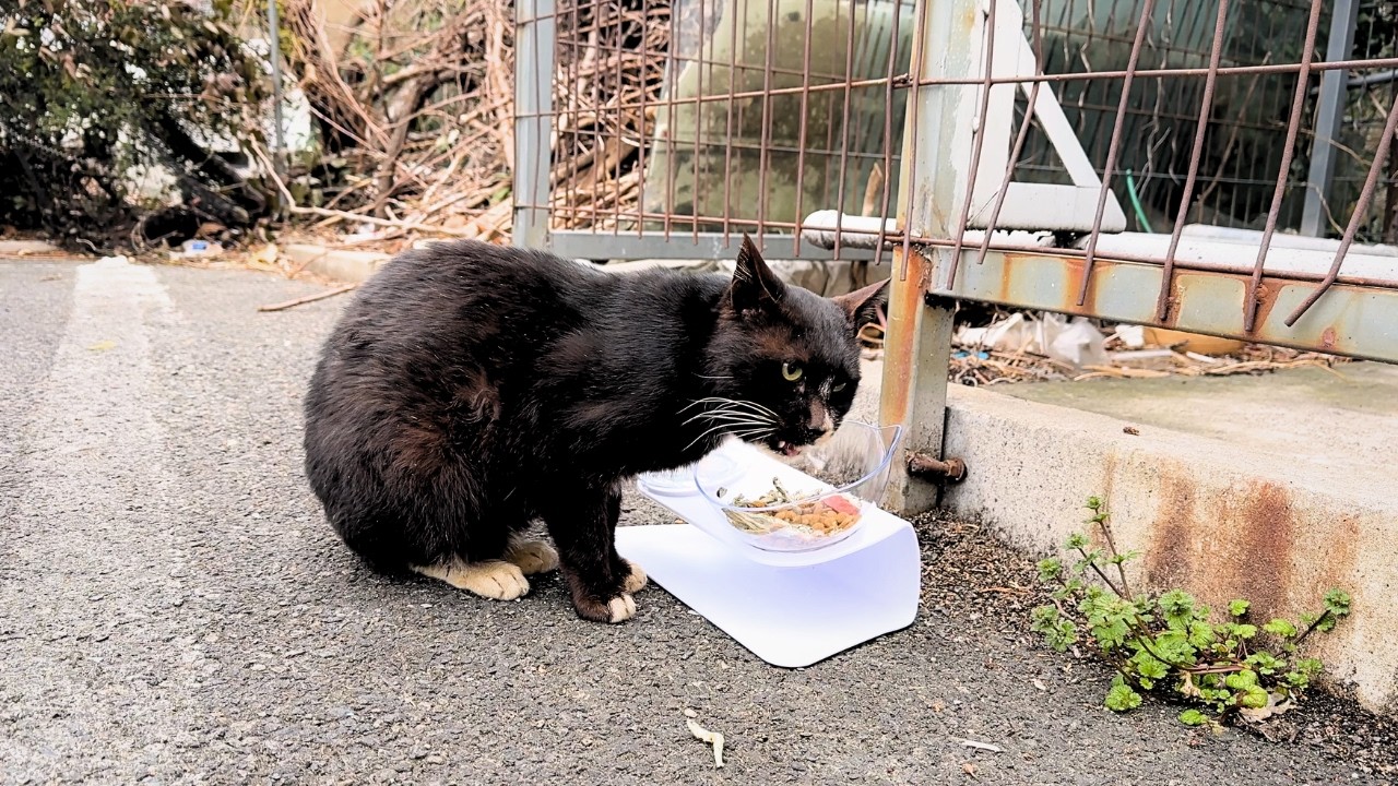 Watching a cat eat fills my heart with pure love