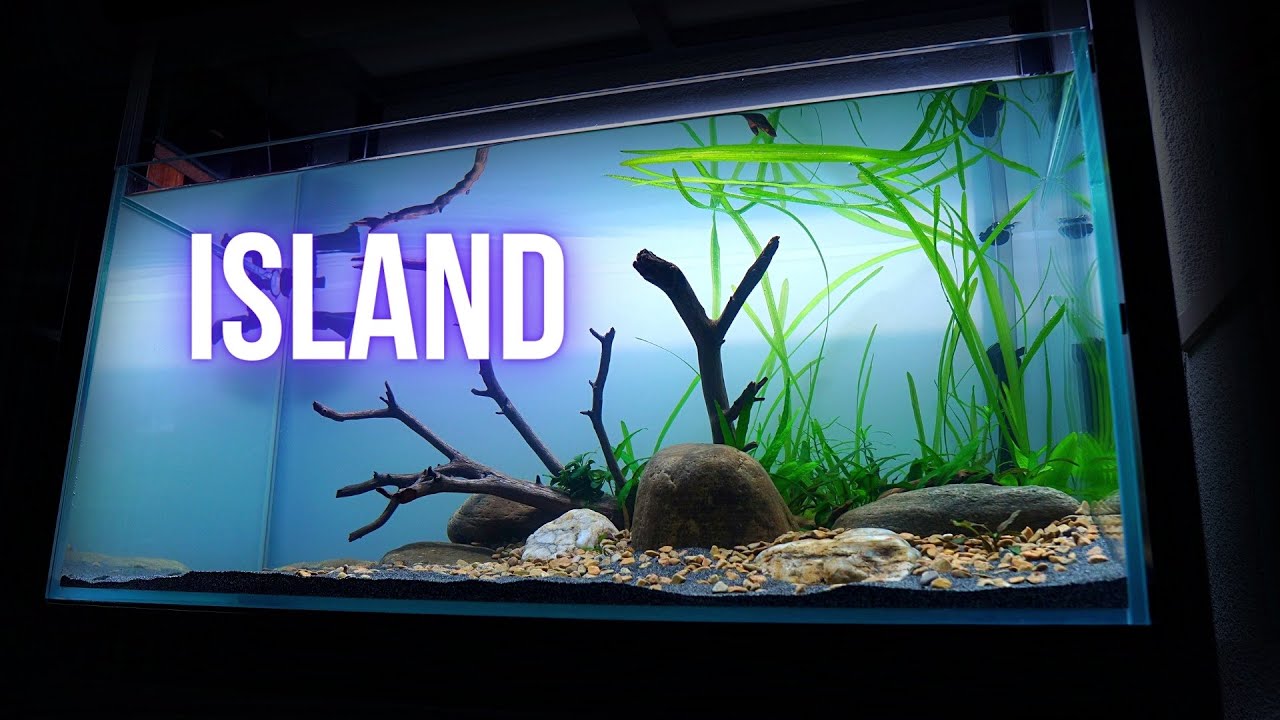 SAVE MONEY and build an AQUARIUM from PLANT TRIMMINGS | Step by step AQUASCAPING TUTORIAL | EP1