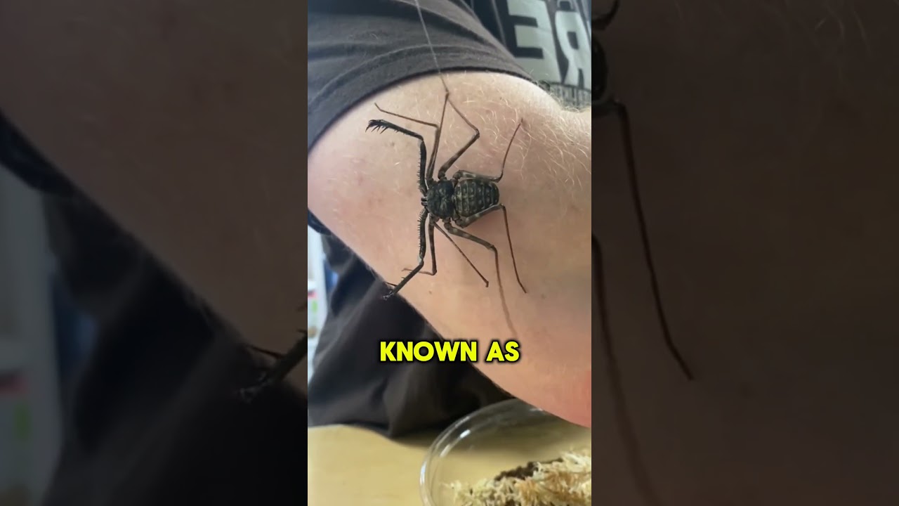 DO NOT Touch This 😨 | Tailless Whip Scorpion 