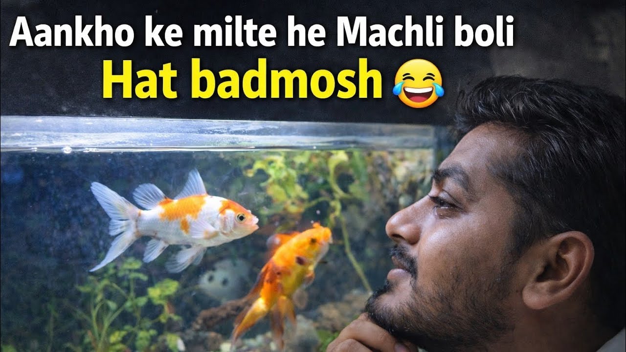 Aankho ke Milte he Machli Boli Hat Badmosh 😂🤣#viral #trending #fish #vlog #aquariumlife #youtube #yt