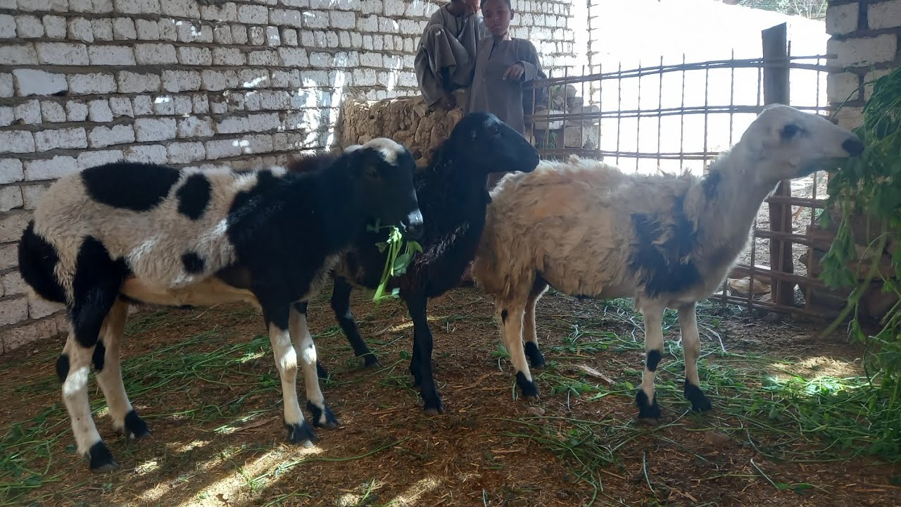 اتفرج على اجمل العروض ثلاث بدريات تحت.العشر بسعر روعه للتواصل ٠١١٢١٧٧٣٧٤٨(١/٢٤)
