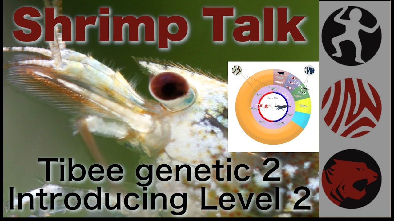 SHRIMP TALK Tibee Genetic 2 - Introducing Level 2