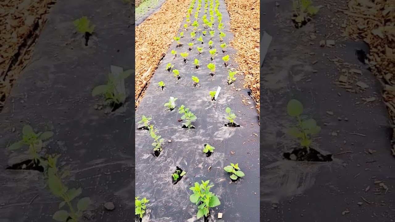 Cut Flowers Transplanted in High Tunnel #agriculture #cutflowers #brecknockorchard
