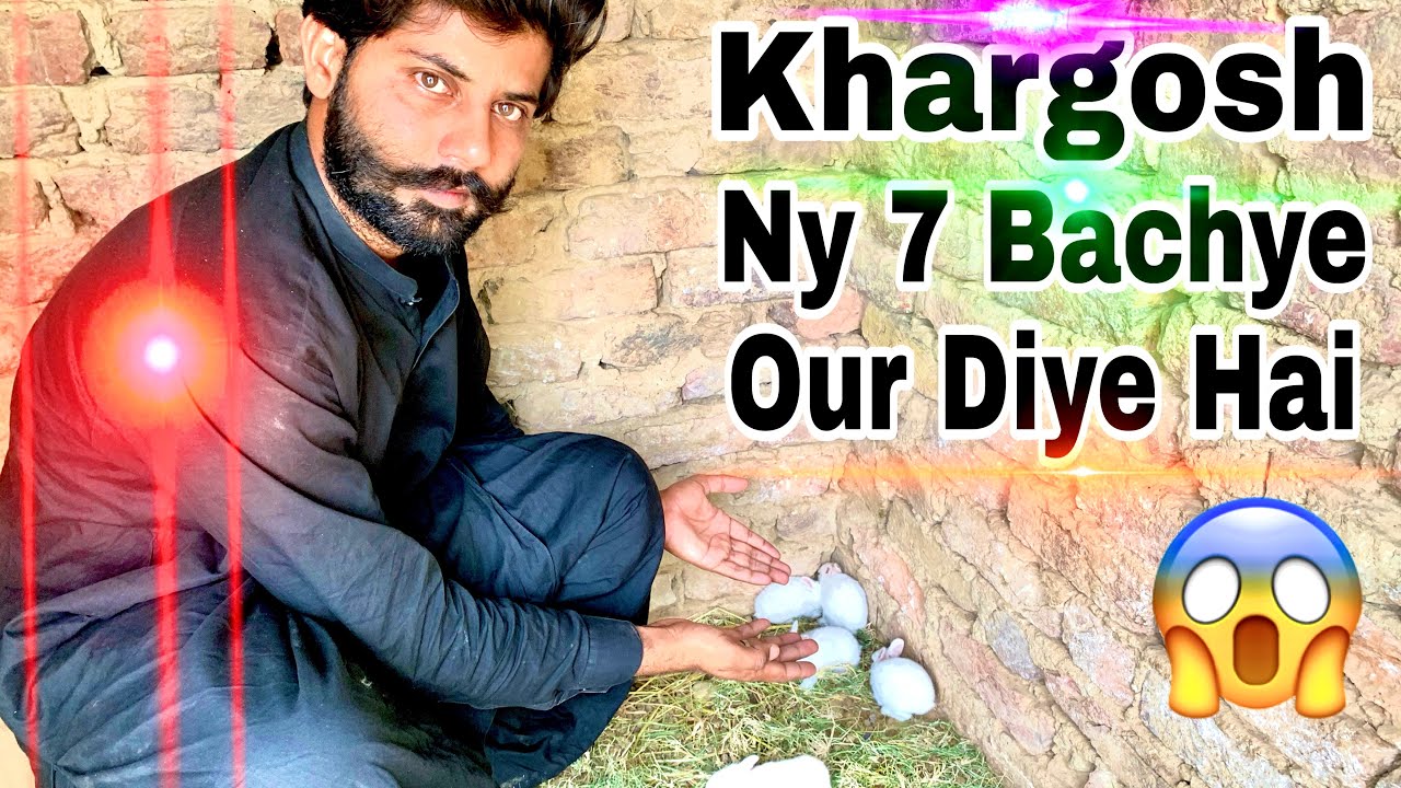 🥰 Mashallah Khargosh Ny 7 Bachye Our Diye Hai 😱