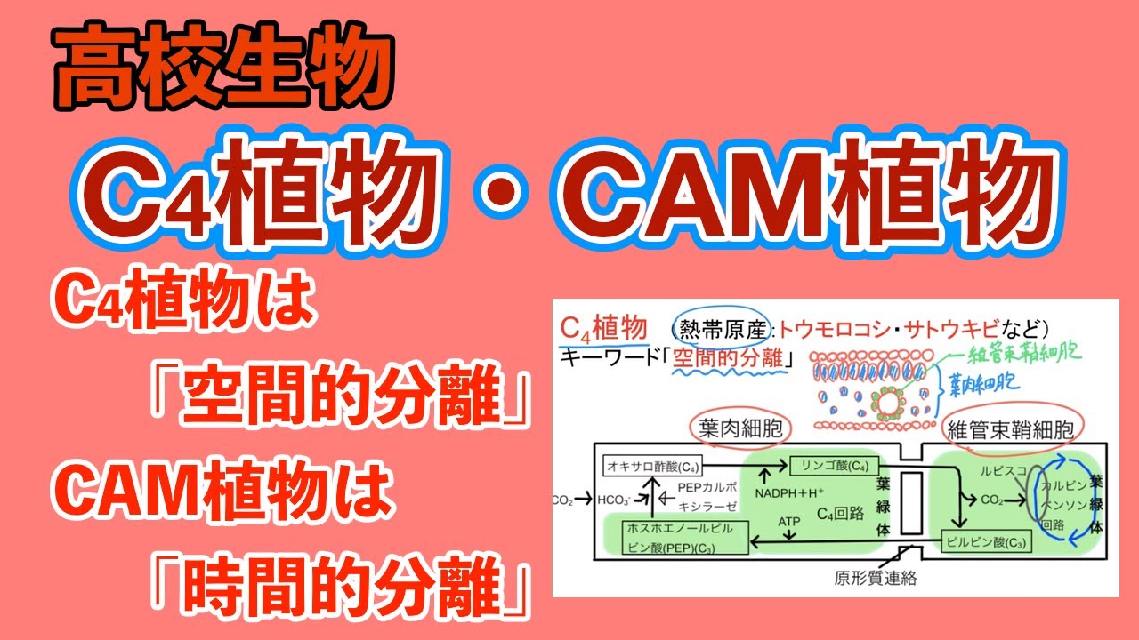 高校生物「C4植物・CAM植物」