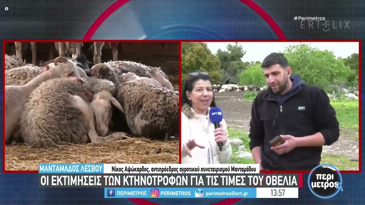 Λέσβος: Ικανοποιητικές τιμές για τον παραγωγό τα πασχαλινά  αρνιά