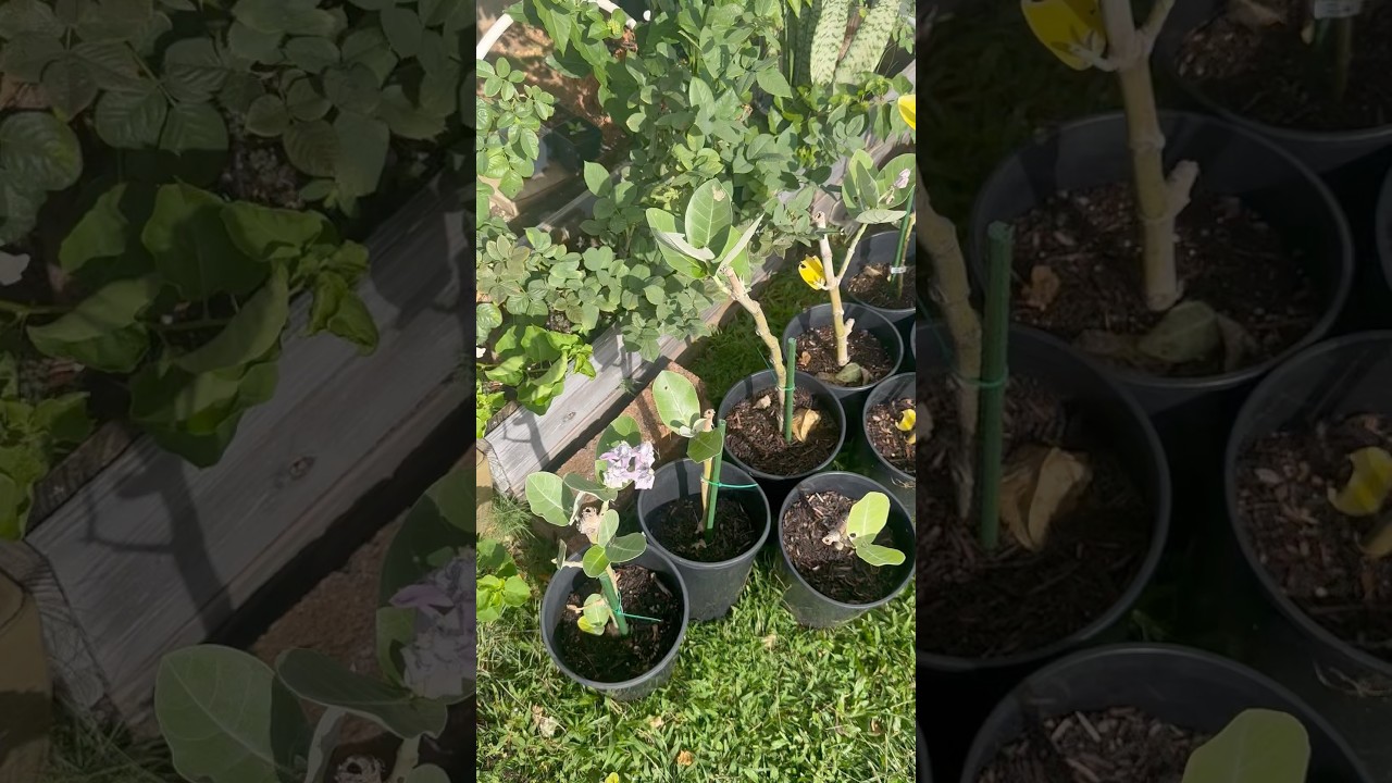 CROWN FLOWER PROPAGATION UPDATE&hellip;featuring Brownie and Totoro 🤎🤎 #propagation #crownflower